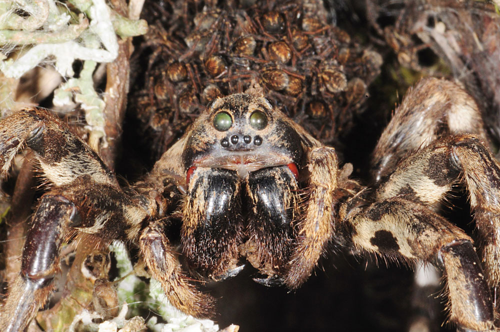 Lycosa